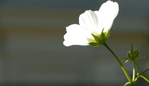 Tertianum-Gartenhof-Projekt-Bluetenzeit